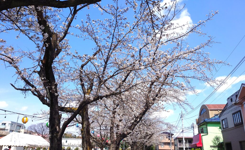 南流山,かえる公園,お花見,2025年の様子