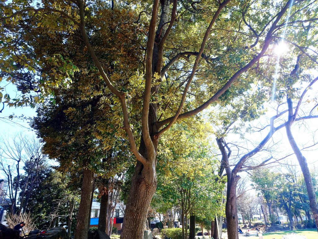 南流山で子どもと遊ぶならここ！南流山中央公園の遊具・広さを写真付きレビュー